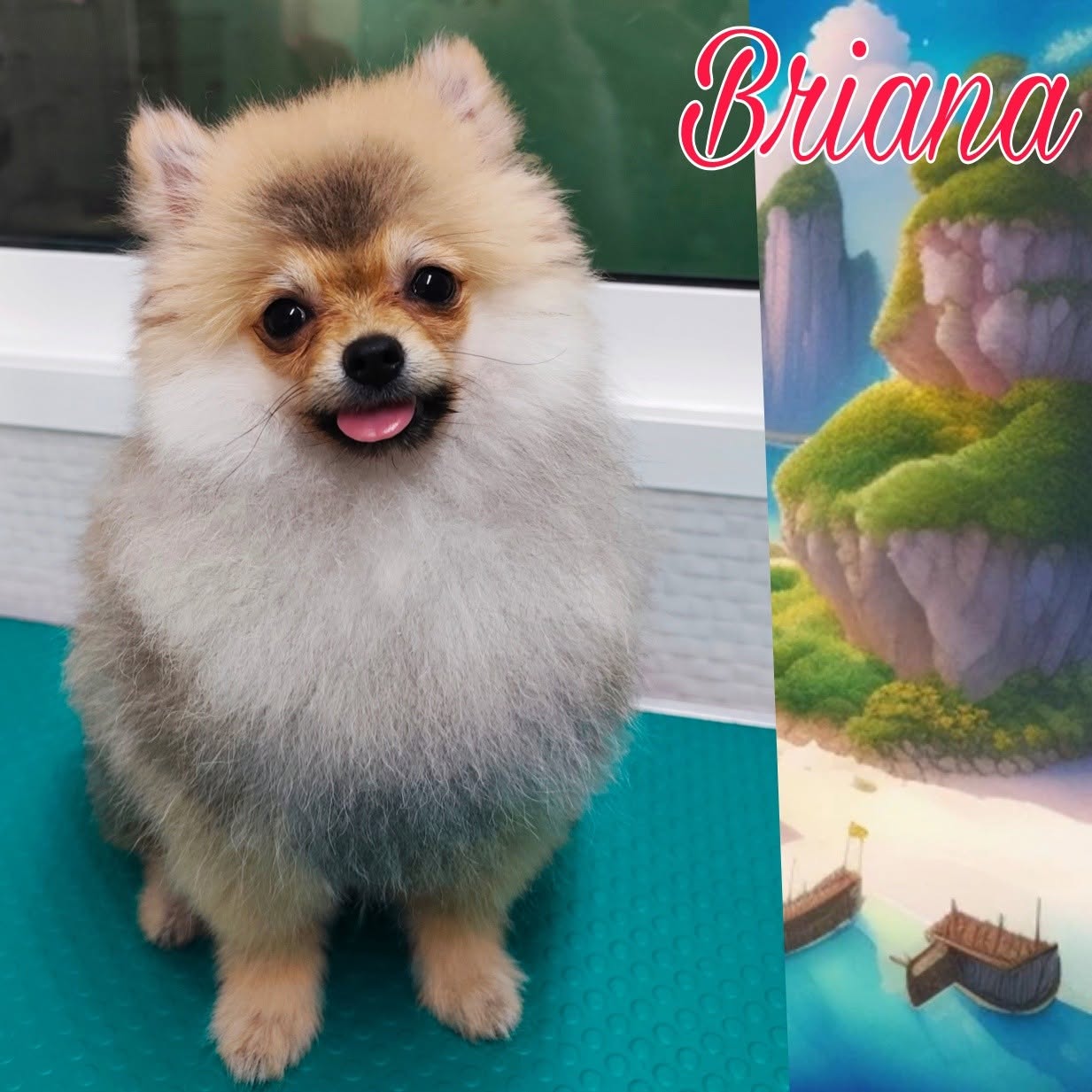 Briana, Pomerania clienta de Coquettos