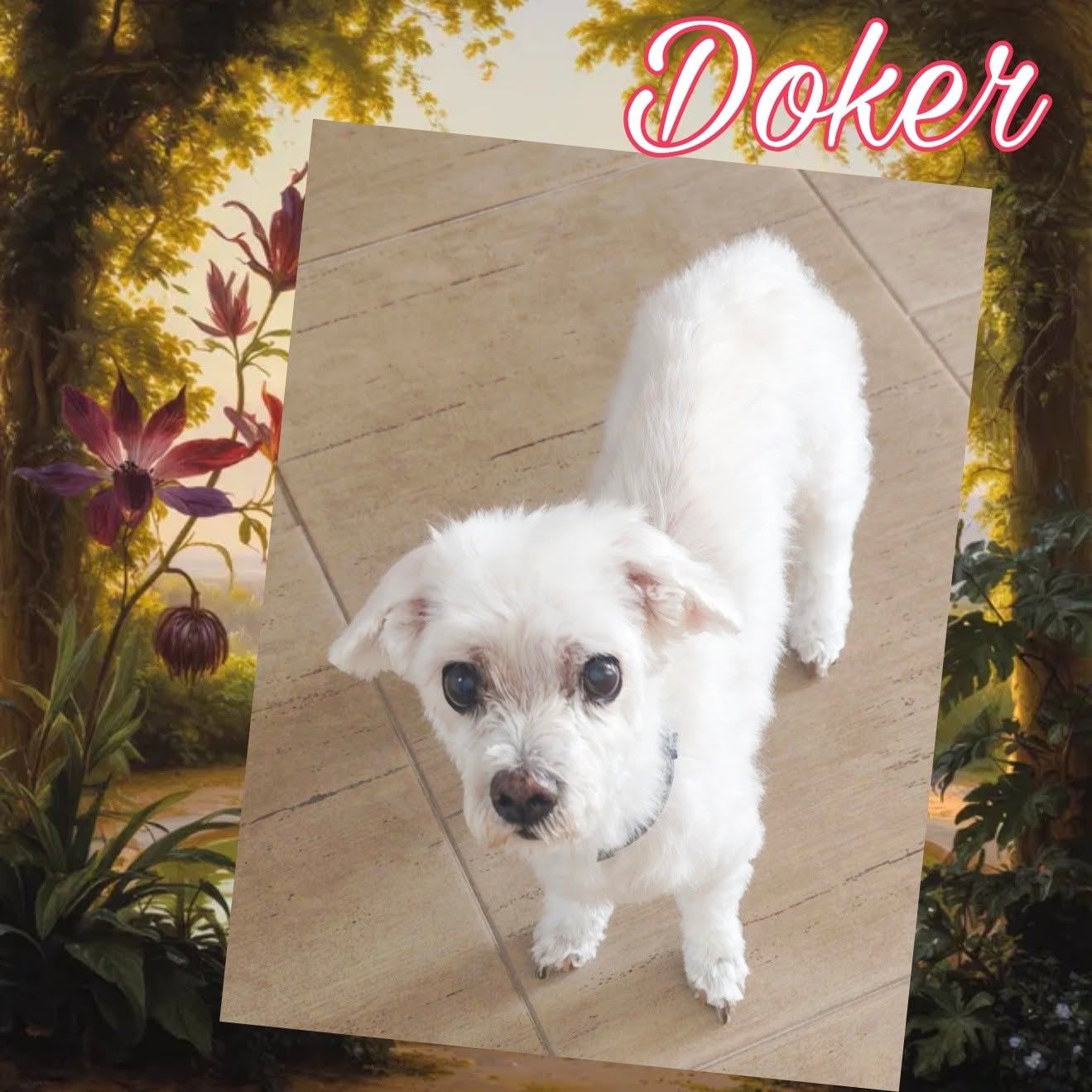 Doker, Bichón cliente de Coquettos