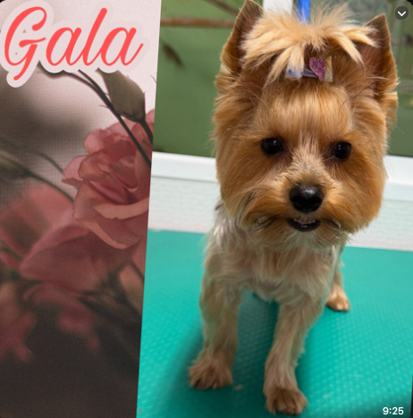 Gala, Yorkshire Terrier clienta de Coquettos Peluquería Canina
