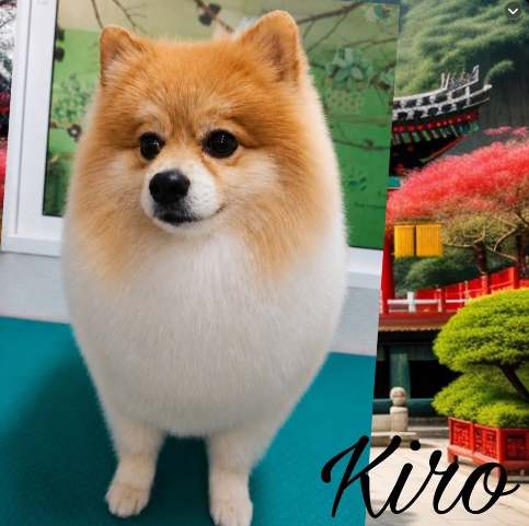 Kiro, Pomerania cliente de Coquettos Peluquería Canina