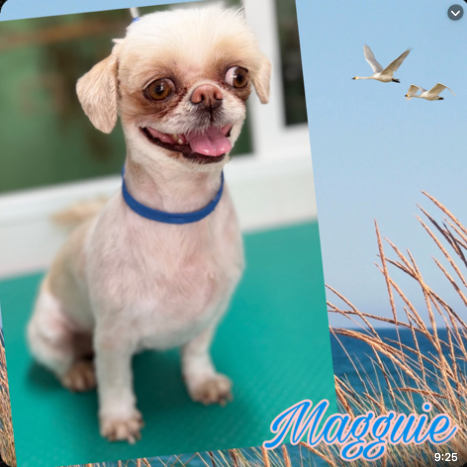 Maggie, Bichón Maltés clienta de Coquettos Peluquería Canina
