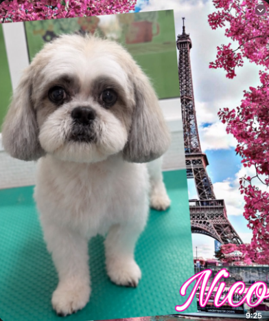 Nico, Bichón Maltés cliente de Coquettos Peluquería Canina