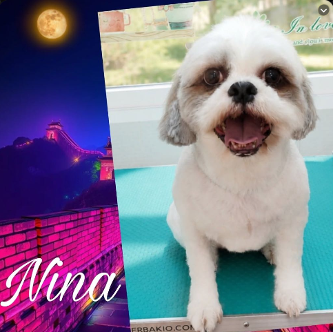 Nina, Shih Tzu clienta de Coquettos Peluquería Canina