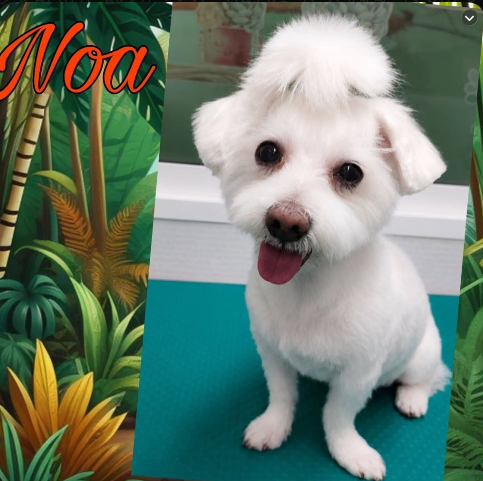 Noa, Maltés clienta de Coquettos Peluquería Canina