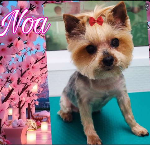 Noa, Maltés clienta de Coquettos Peluquería Canina