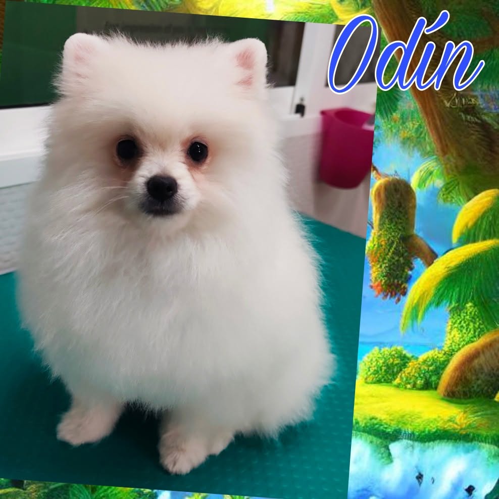 Odín, Pomerania blanco cliente de Coquettos