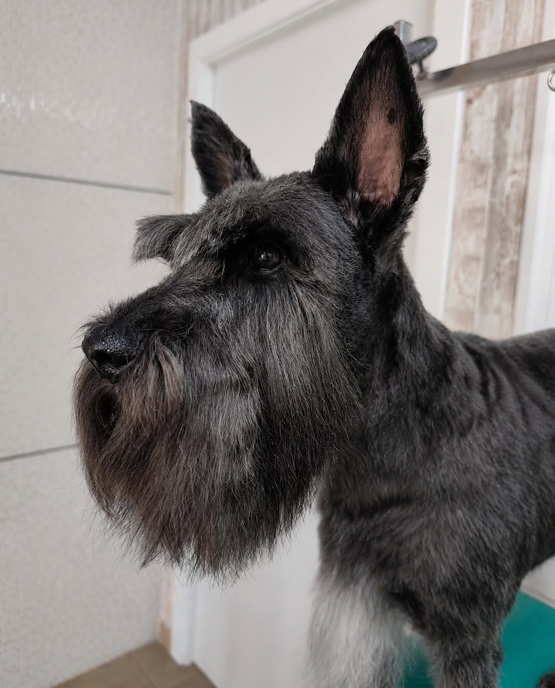 Suto, Schnauzer Gigante cliente de Coquettos