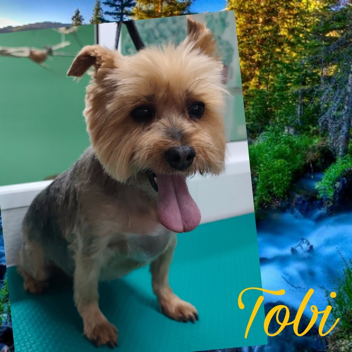 Tobi, Yorkshire Terrier cliente de Coquettos